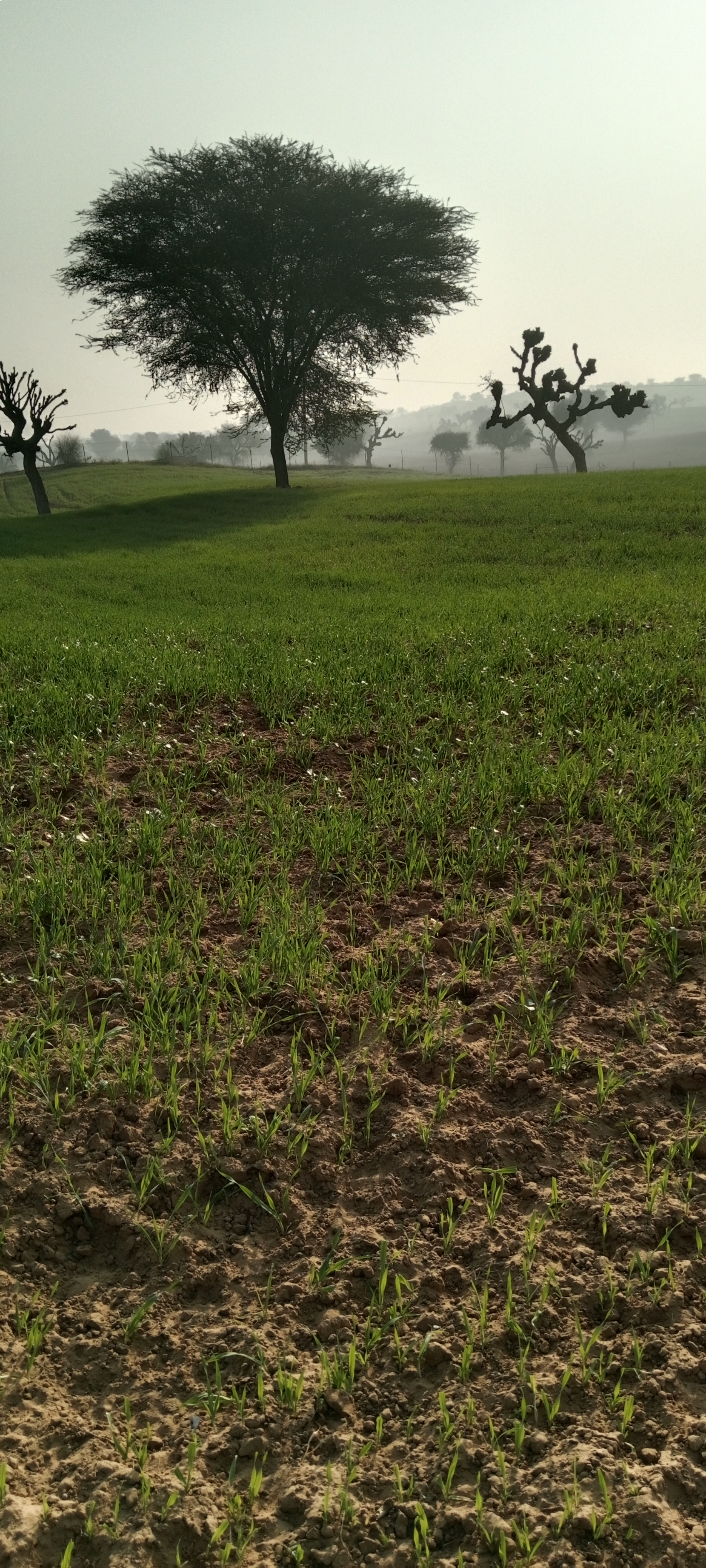 Commercial Land for Sell