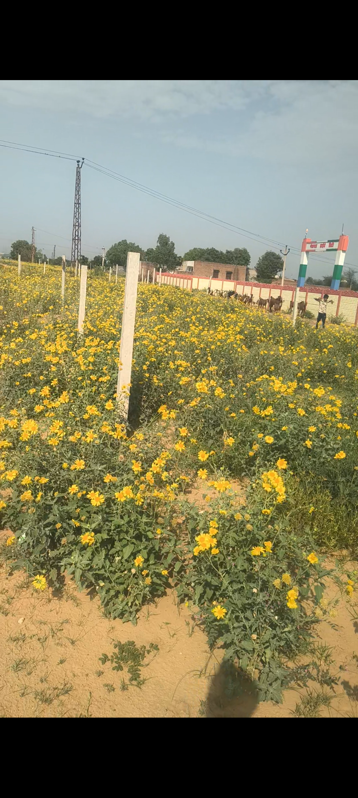 Land for Sell
